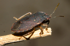 Discocephalinae