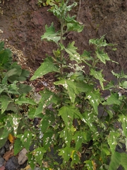 Atriplex sagittata