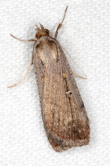 Tathorhynchus fallax