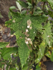 Atriplex sagittata