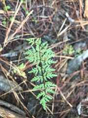 Cheilanthes sieberi sieberi