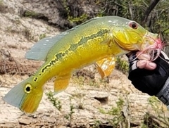 Cichla