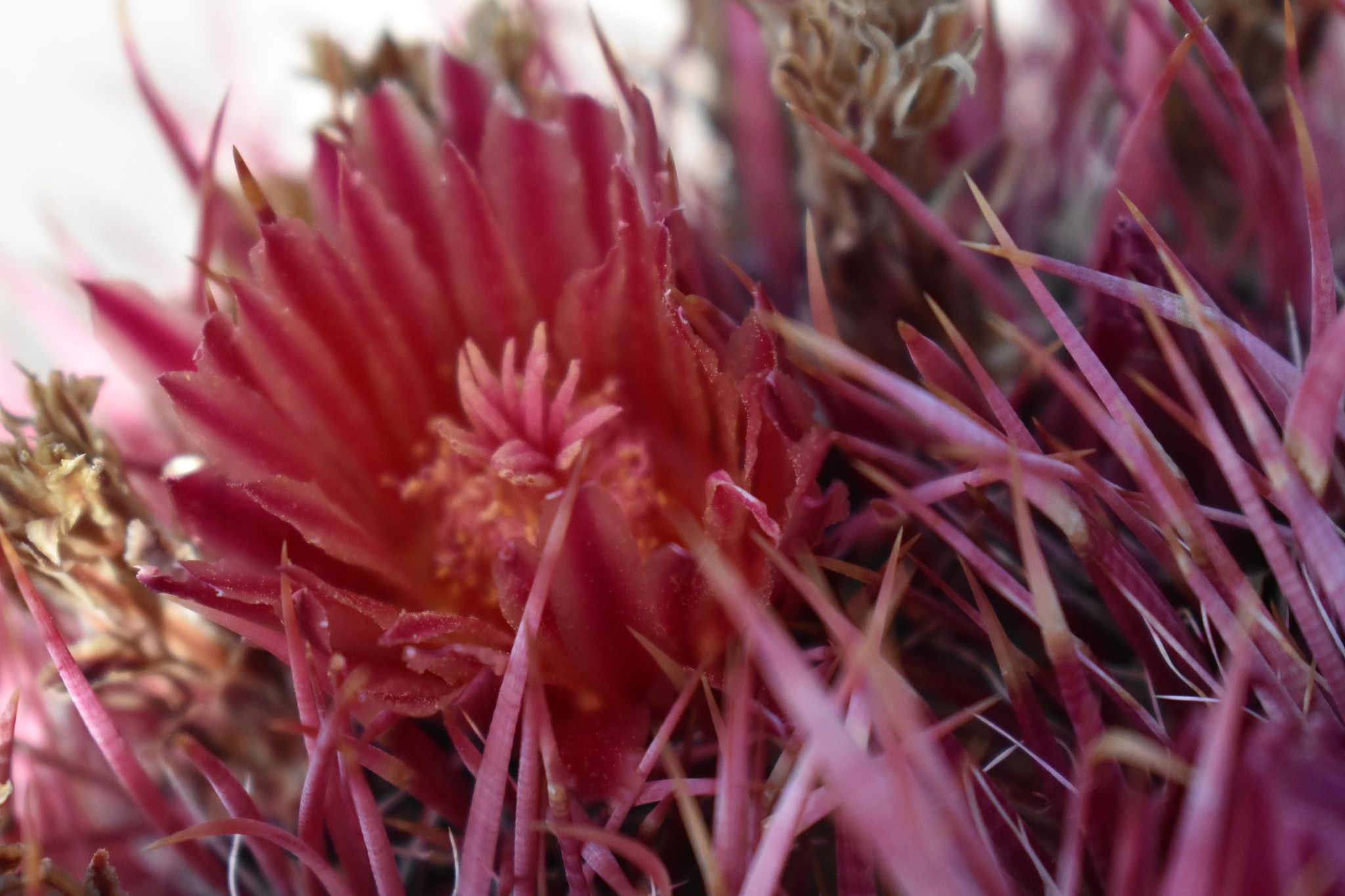 Ferocactus gracilis