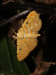 Notarcha aurolinealis