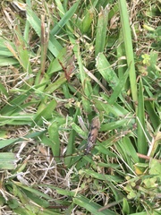 Didymocantha obliqua