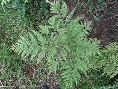 Pteris buchananii