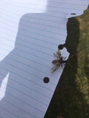 Didymocantha obliqua