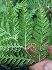 Pteris buchananii