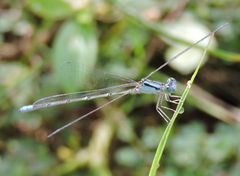 Pseudagrion spencei