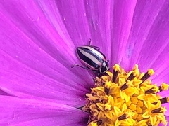 Paranaemia vittigera