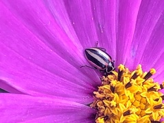 Paranaemia vittigera