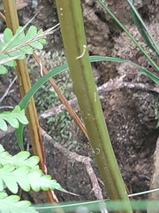 Pteris buchananii