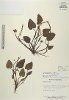 Heteranthera spicata