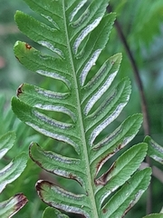 Pteris buchananii