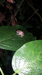 Pristimantis luteolateralis