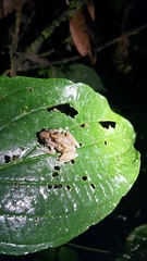 Pristimantis luteolateralis