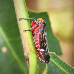 Eurymeloides lineata