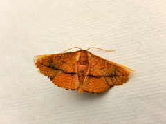 Aglaopus