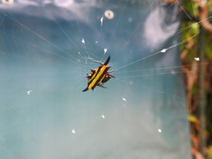 Gasteracantha fornicata