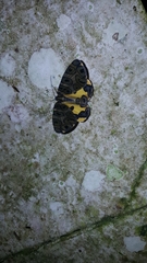 Pantherodes pardalaria