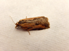 Cryptoptila immersana