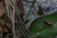 Battus polydamas