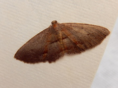 Hypomecis pallidiscaria