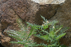 Sophora alopecuroides