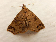 Lithilaria proestans