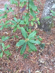 Symplocos tinctoria image