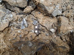 Theagenes albiplaga