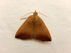 Simplicia armatalis