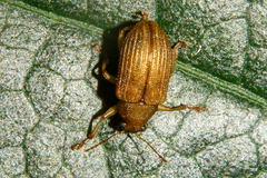 Colaspis cribricollis
