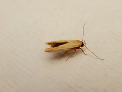 Stathmopoda liporrhoa