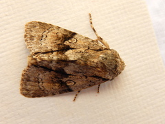 Turnerinycta phaeocosma