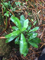 Coprosma dodonaeifolia