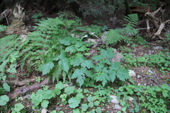 Actaea elata