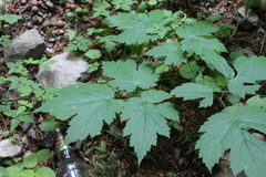 Actaea elata