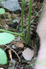 Actaea elata