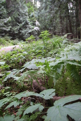 Actaea elata
