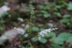 Actaea elata