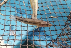 Gobiomorus maculatus