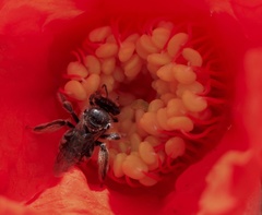Exomalopsis
