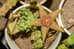 Orbea macloughlinii