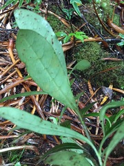 Coprosma dodonaeifolia