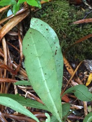 Coprosma dodonaeifolia