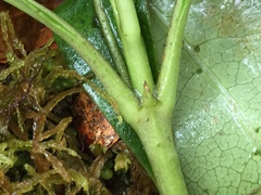 Coprosma dodonaeifolia