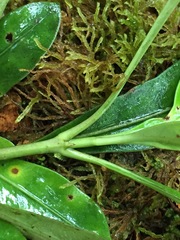 Coprosma dodonaeifolia