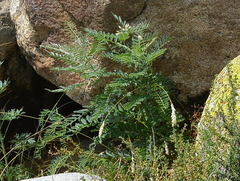 Sophora alopecuroides