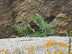 Sophora alopecuroides